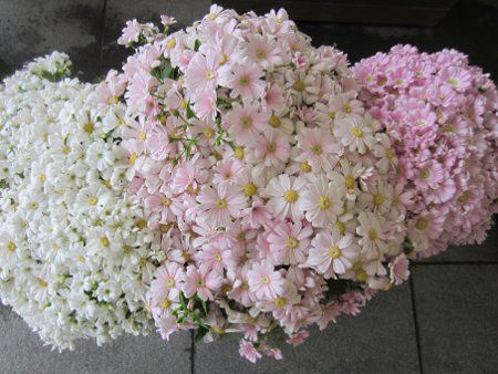 �T�C�l���A4