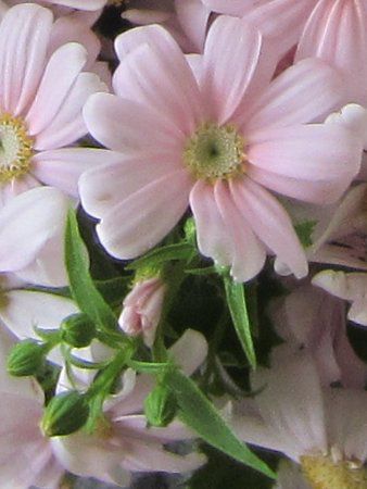 �T�C�l���A5