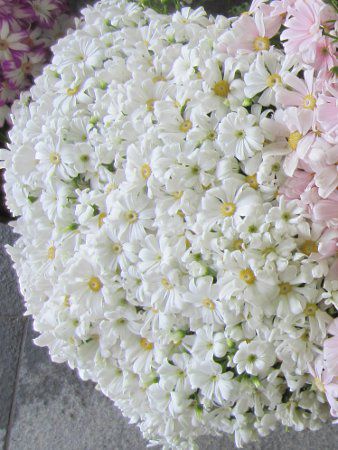 �T�C�l���A6
