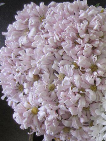 �T�C�l���A7