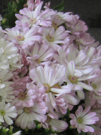 �T�C�l���A8