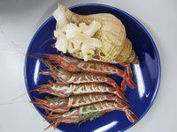 �h���G�r�Ɛԃo�C�L