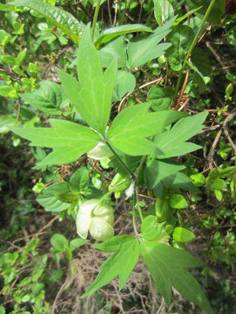 �V���o�i�n���V���E�d��5
