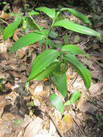 �z�E�`���N�\�E7