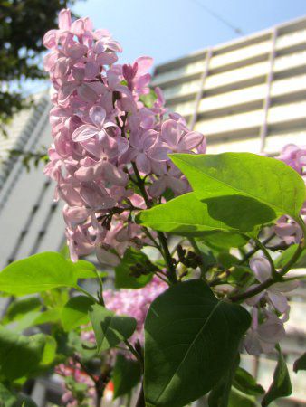 lilac1