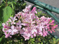 lilac2