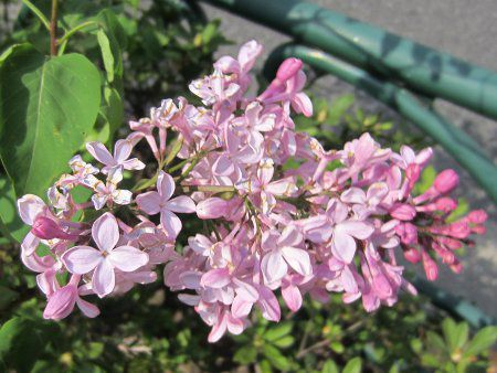 lilac2