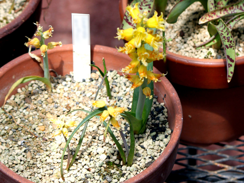 ���P�i���A(Lachenalia mathewsii)