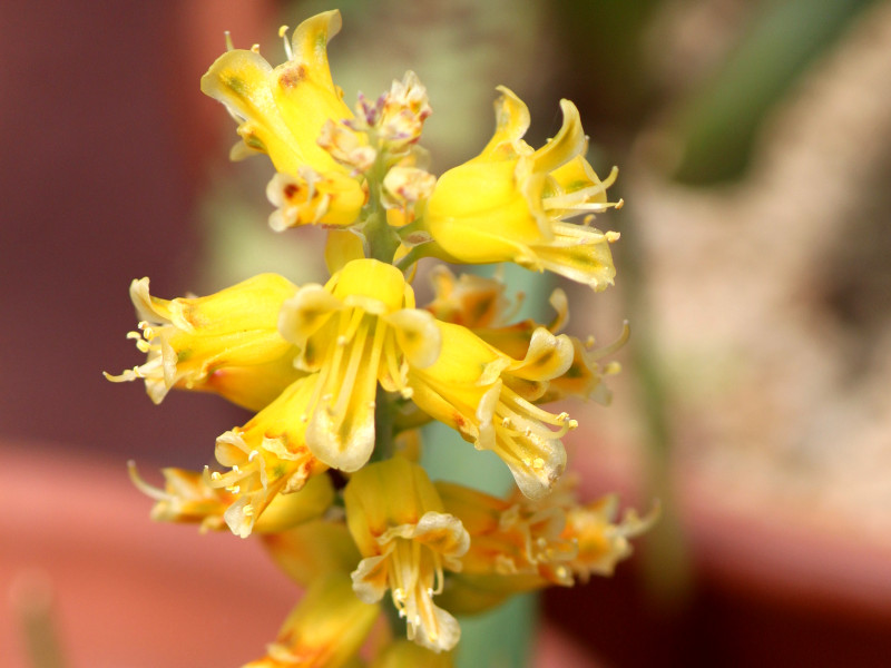 ���V���i���A�E�}�e�E�V�[(Lachenalia mathewsii)
