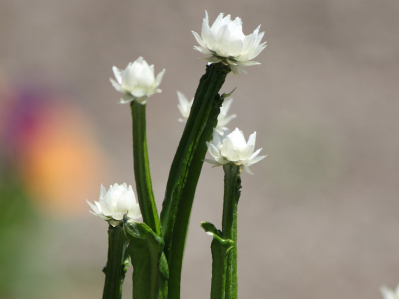 �A�����r�E���iAmmobium�j