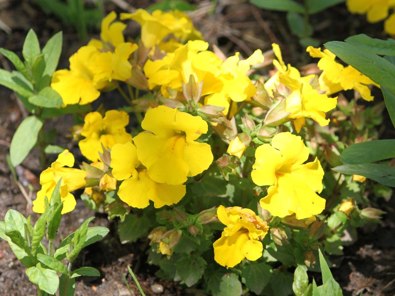 �~�����X �f�~�X�e�B�b�N �C�G���[�f�i�w���FMimulus x hybridus 'Mystic yellow'�j