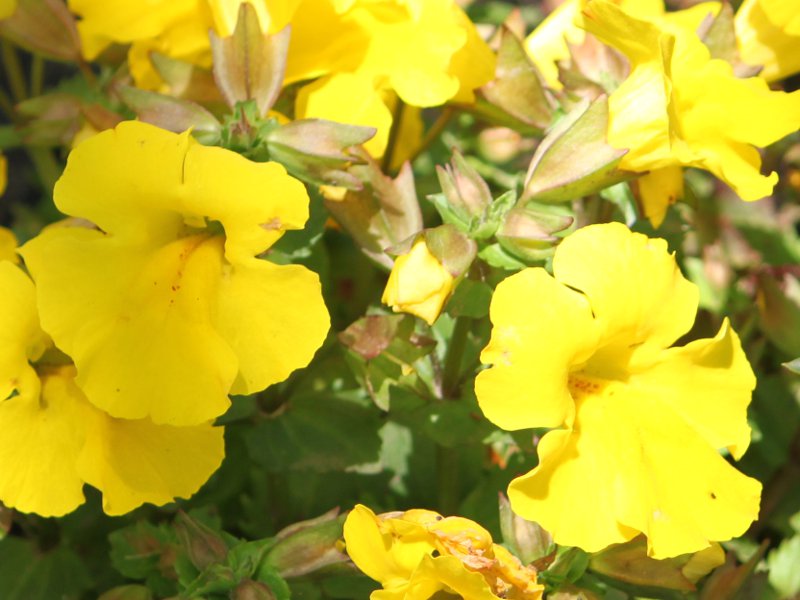 �~�����X �f�~�X�e�B�b�N �C�G���[�f�i�w���FMimulus x hybridus 'Mystic yellow'�j