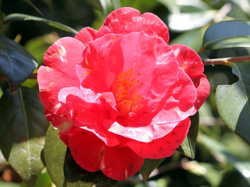 �c�o�L���|�i��(�x�M�Q)