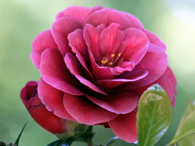 �c�o�L���|�i��icamellia sp)