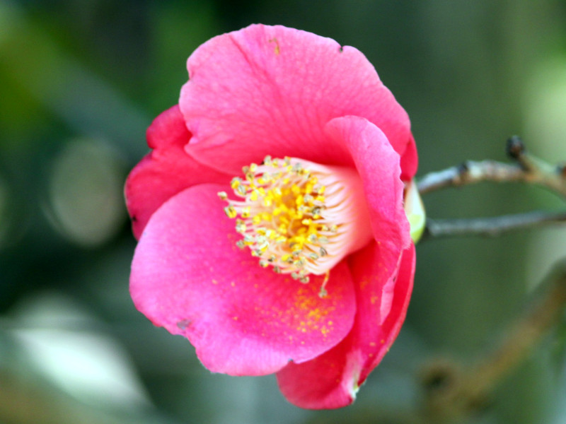�c�o�L���|�i��u�L���M���o�c�o�L�v