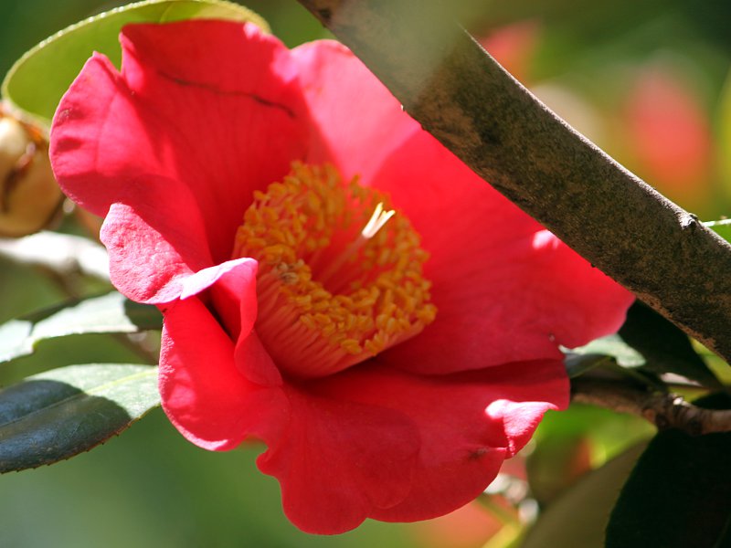 �c�o�L���|�i��u�R�E�~���E�v