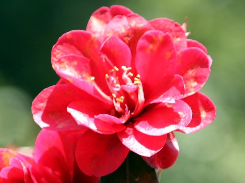 �c�o�L���|�i�탂�m�m�t�c�o�L�j