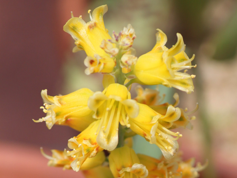 ���V���i���A�E�}�e�E�V�[(Lachenalia mathewsii)