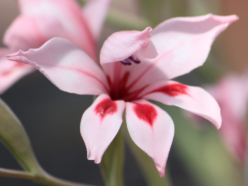 �O���W�I���X�E�J���l�E�X�iGladiolus carneus�j