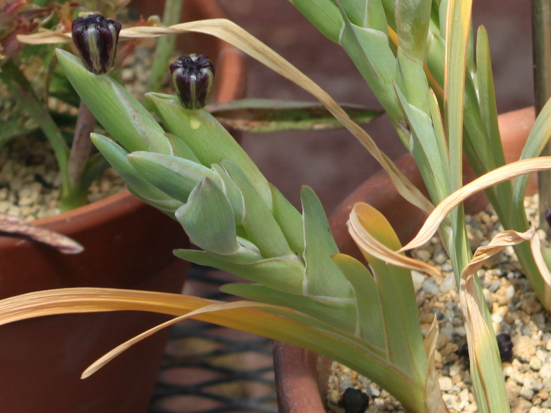 �t�F�����A�E�N���X�p�iFerraria crispa�j