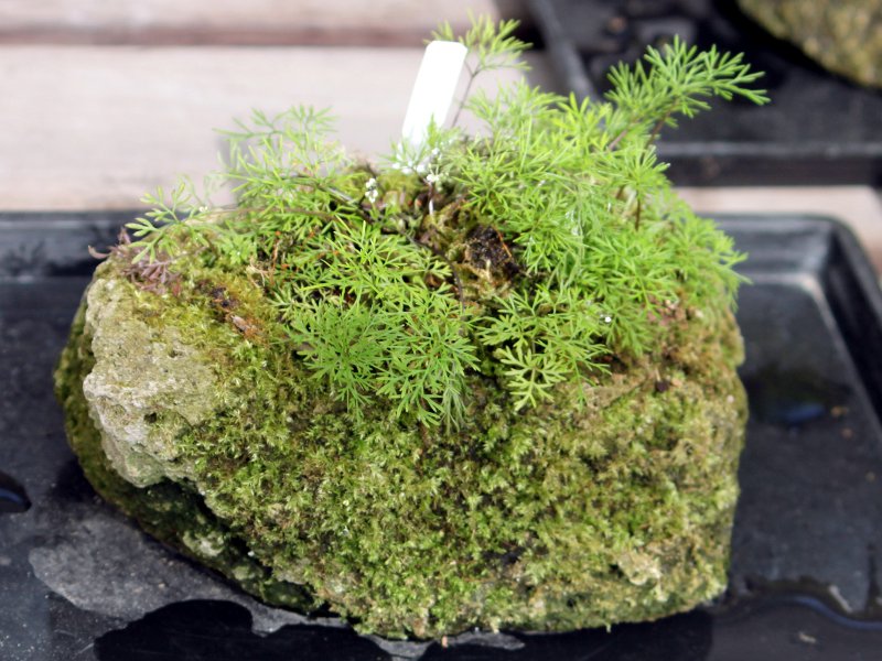 �~���}�Z���g�\�E