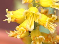 ���P�i���A(Lachenalia mathewsii)