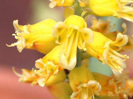 ���P�i���A(Lachenalia mathewsii)
