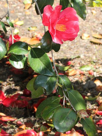 �c�o�L���|�i��(�x�M�Q)