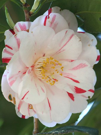 �c�o�L���|�i��u���̐΁v