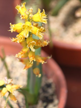 ���P�i���A(lachenalia mathewsii)