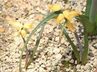 ���P�i���A(lachenalia mathewsii)