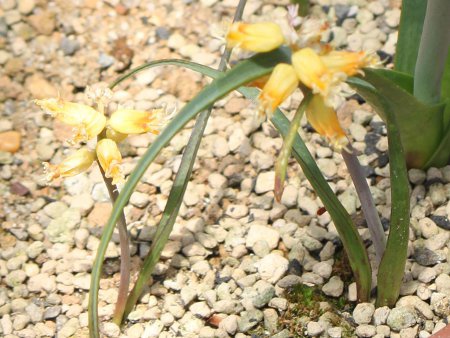 ���P�i���A(Lachenalia mathewsii)