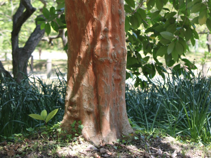 �o�N�`�m�L�i���ł̖؁A�w���FPrunus zippeliana�j