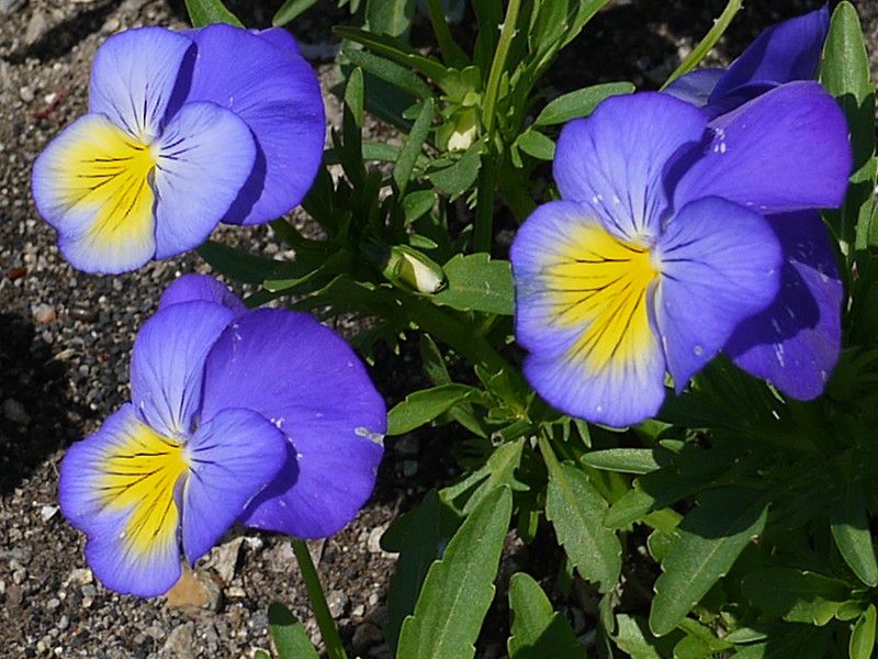 �p���W�[�iPansy�j