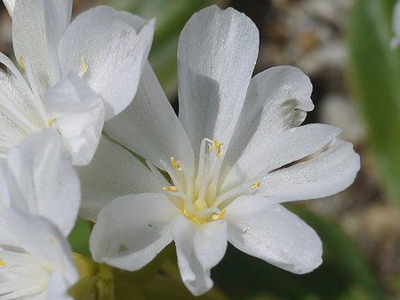 ���E�B�V�A�E�G���[�[��11(�kewisia Erice)