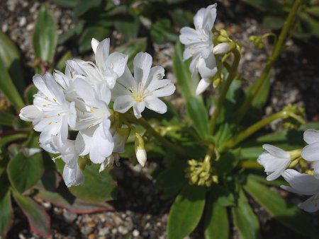 ���E�B�V�A�E�G���[�[��14(�kewisia Erice)