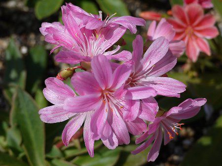 ���E�B�V�A�E�G���[�[���F15(�kewisia Erice)
