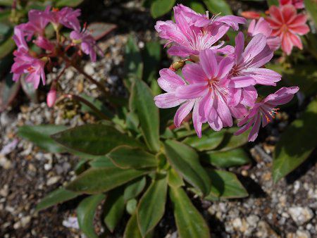 ���E�B�V�A�E�G���[�[���F16(�kewisia Erice)