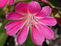 ���E�B�V�A�E�G���[�[�Z���F17(�kewisia Erice)
