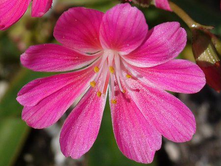 ���E�B�V�A�E�G���[�[�Z���F17(�kewisia Erice)
