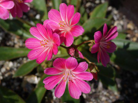 ���E�B�V�A'�G���[�['(�kewisia Erice)