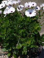 �I�X�e�I�X�y���}��19'�A�X�e�B�E�z���C�g'