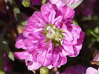�W�v�\�t�B���E�������X(Gypsophila muralis) '�W�v�V�[�E�f�B�[�v�E���[�Y'