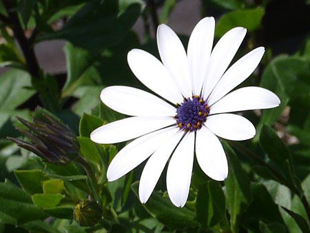 �I�X�e�I�X�y���}��(Osteospermum)