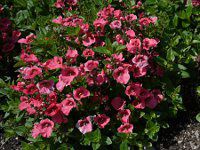 �f�B�A�X�L�A(Diascia)'�f�B�A�����e�E�R�[�������[�Y'