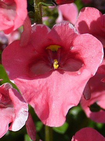 '�f�B�A�����e�E�R�[�������[�Y'