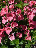 �f�B�A�X�L�A(Diascia)'�f�B�A�����e�E�R�[�������[�Y'