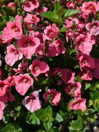 '�f�B�A�����e�E�R�[�������[�Y'