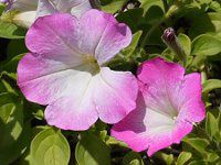 �y�`���j�A'�I�y���T�v���[���s���N���[��'