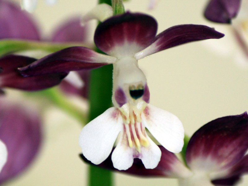 https://www.flower-db.com/ja/flower:2070